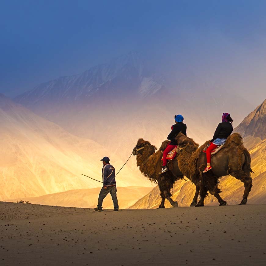 Camel safari in Nubra Valley, Ladakh, India