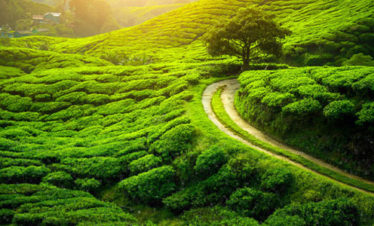 Mesmerizing Darjeeling Gangtok