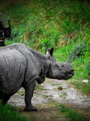 kaziranga national park priyanku phukan