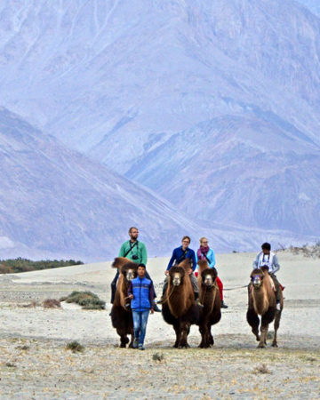 Camel Safari