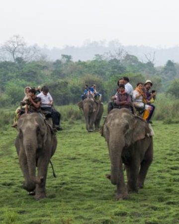 Elephant Safari