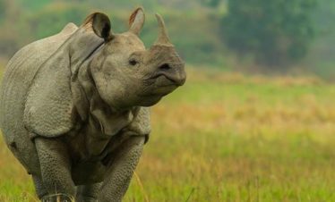 Assam Meghalaya Tour
