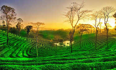 Glimpses of Meghalaya & Assam