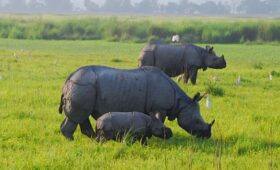 Source Google-Refreshing Meghalaya & Assam Tour