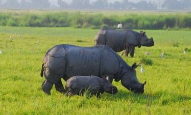 Source Google-Refreshing Meghalaya & Assam Tour