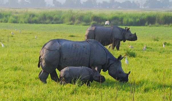 Source Google-Refreshing Meghalaya & Assam Tour