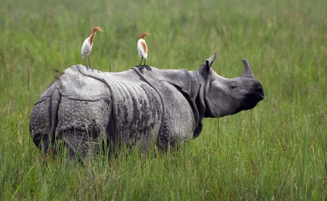 Source-Google-Best Of Wildlife In Assam